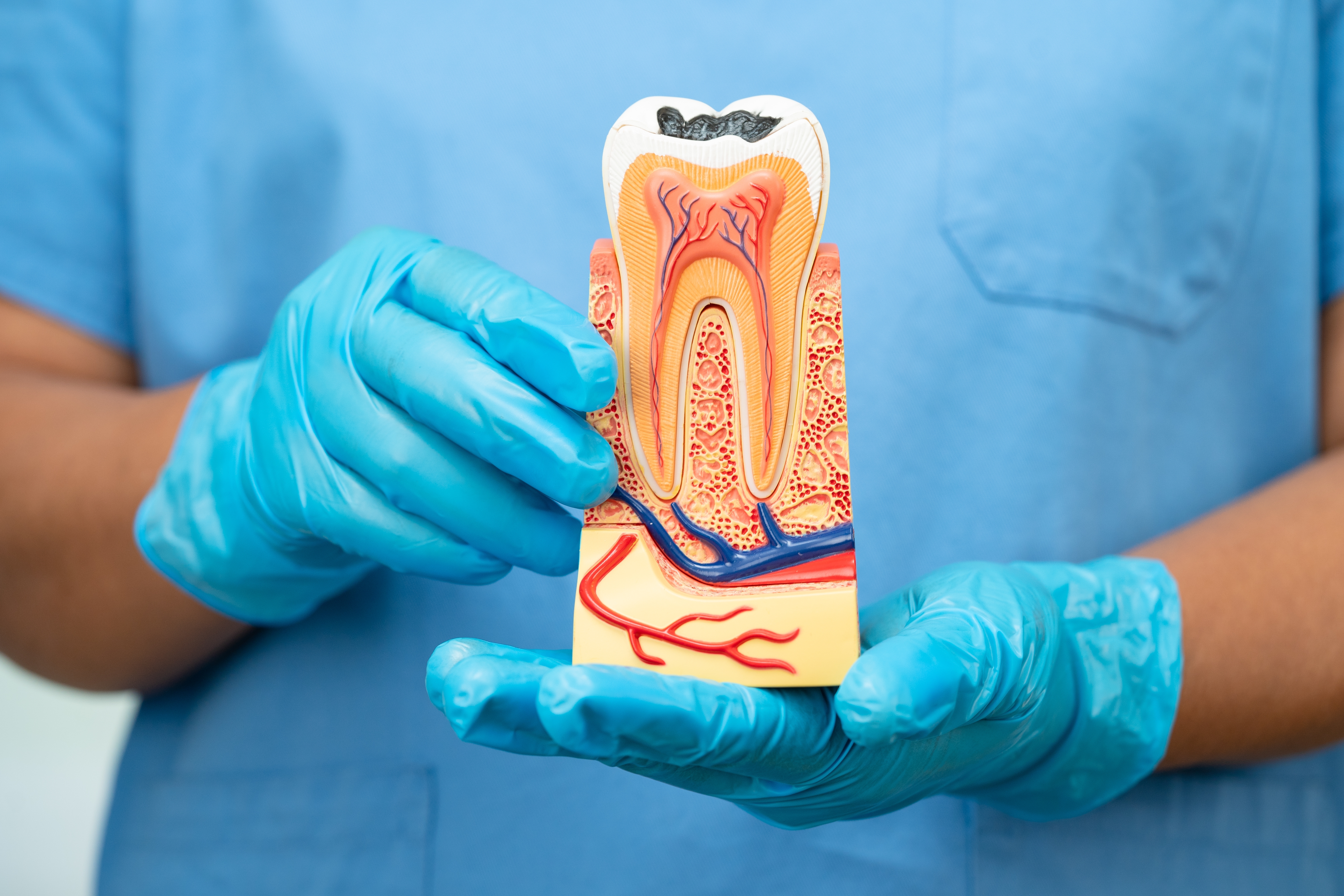 Endodonti